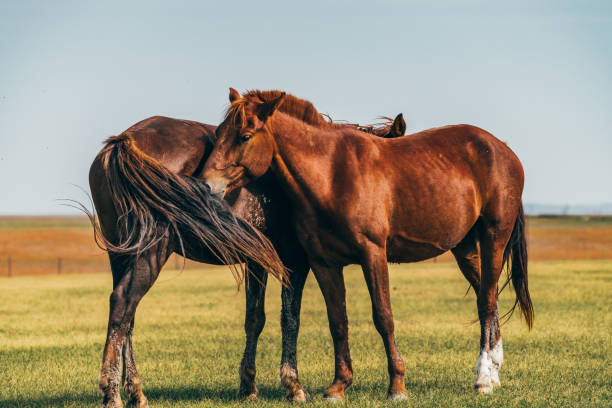 istock Horses on the grassland 1194376693