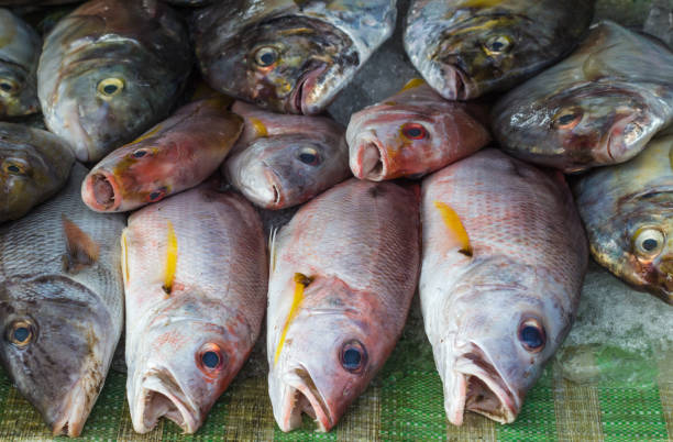 istock Fresh red snapper on ice in the market 1194376721