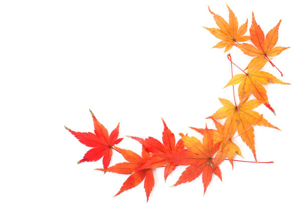 jesienne czerwone i żółte liście japońskiego klonu momiji na białym tle - maple tree autumn tree vibrant color zdjęcia i obrazy z banku zdjęć