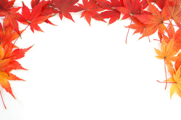 jesienne czerwone i żółte liście japońskiego klonu momiji na białym tle - leaf maple maple leaf autumn zdjęcia i obrazy z banku zdjęć