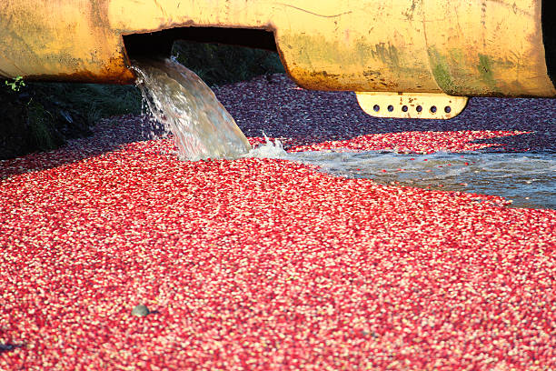 istock Water Pouring into a Cranberry Bog 119437912
