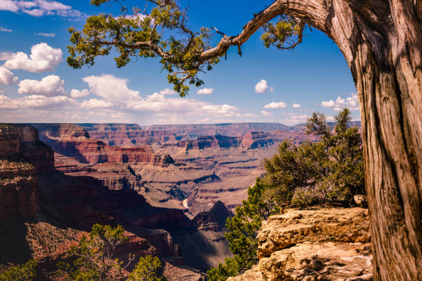 гранд-каньон южный обод над рекой колорадо и дерево - аризона, сша - arid climate travel destinations canyon dawn стоковые фото и изображения