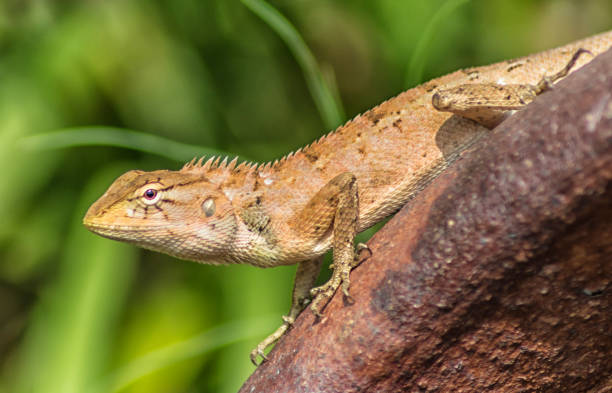 lizard on the rust metal surface against green background in the garden