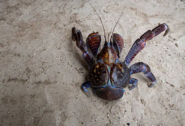 Photo of Coconut crab