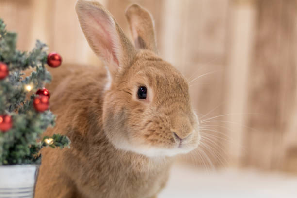 istock Rufus Rabbit looks next to small decorated Christmas tree 1194381795