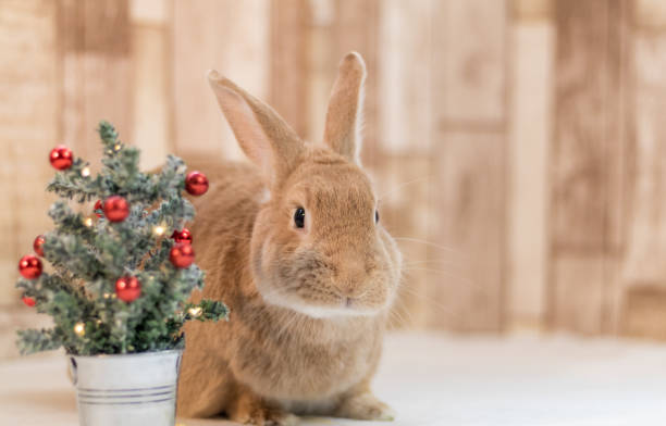 istock Rufus Rabbit looks next to small decorated Christmas tree 1194381810