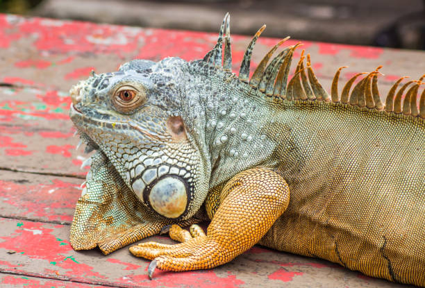 istock Brown lazy Iguana in Singapore Zoo 1194381833