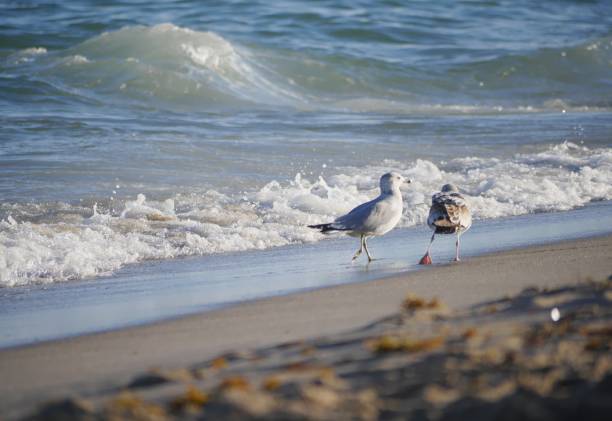 istock Two birds walking along the shoreline 1194382938