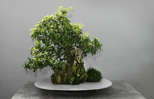 Bonsai tree in bright sunlight, with space for your text.