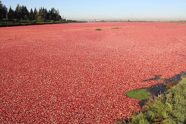 istock Flooded Cranberry Bog 119438451