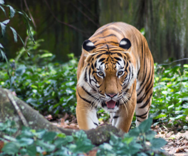 istock angry tiger in a zoo in malaysia 1194384788