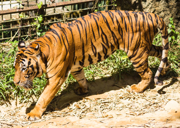 istock walking  tiger in a zoo in malaysia 1194384889
