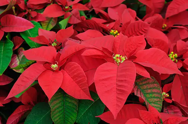 Photo of Red poinsettia flowers closeup