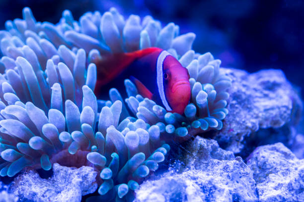 The anemone benefits from the presence of the fish as they bring nutrients and oxygen rich water through their movements.