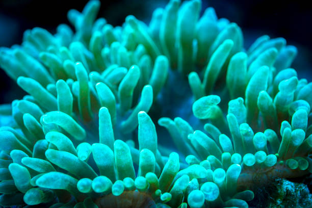 istock green bubble tip anemone in underwater 1194386725