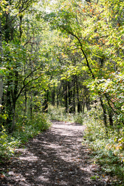 istock a beautiful forest path in the autumn 1194390130