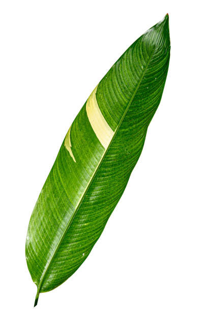 istock Heliconia variegated leaf isolated on white background with clipping path. 1194391276