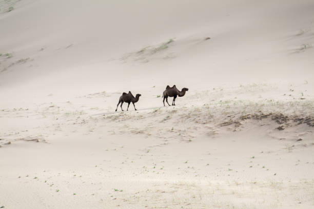 istock Camels Camelus bactrianus Sand Dunes on Horizon 1194392828