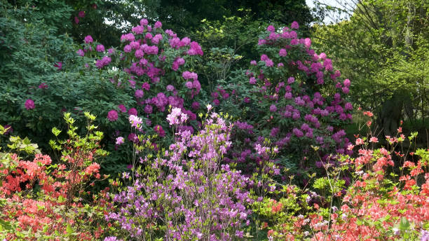 istock spring flowers in tokyo 1194396036