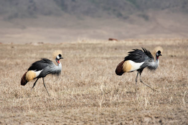 istock Grey Crowned Crane in africa 1194396086