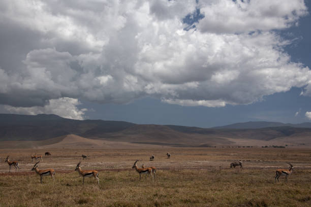 istock African landscape with gazelles clouds 1194396107