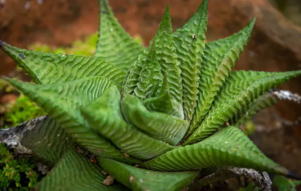 Photo of View of Astroloba tenax which is a succulent plant