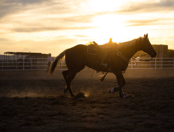 istock Horse without racer after team roping action 1194398164