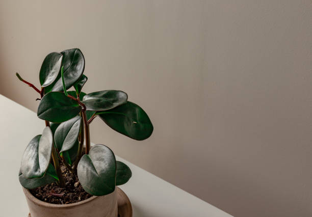 istock Rubber Plant Against a Grey Background 1194399333