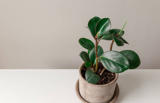 istock Rubber Plant Against a Grey Background 1194399335