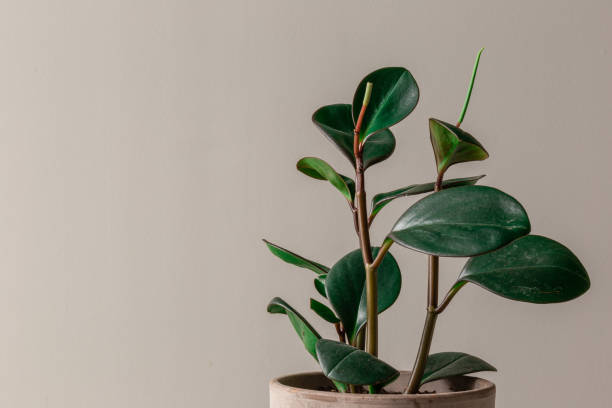istock Rubber Plant Against a Grey Background 1194399358