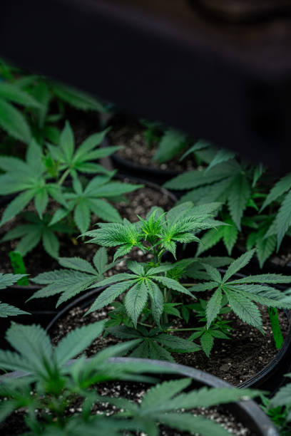 istock Young Cannabis Plants at a CBD Hemp Marijuana Farm 1194401861