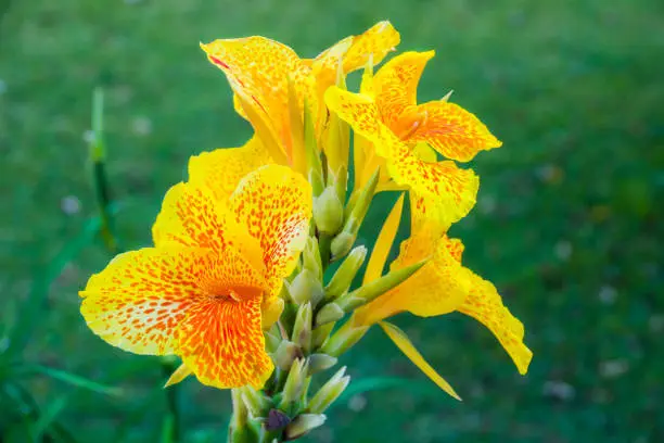 A Golden Lucifer or Picasso Canna lily. attracts humming birds. Canna is native to tropical and subtropical regions of the New World. Cannas come in shades of red and yellow, adding color to the gardens