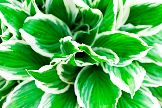 istock Green tropic leaves with white stripes close up. 1194404249