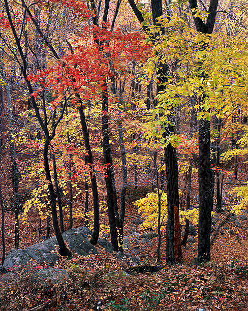 outono na floresta - 4404 - fotografias e filmes do acervo