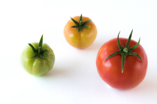 白い背景に隔離された進行状況セットを示して成長するトマト。健康コンセプト - evolution progress unripe tomato ストックフォトと画像