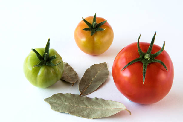 白い背景に隔離された葉で進歩を示して成長するトマト。ヘルスコンセップ - evolution progress unripe tomato ストックフォトと画像