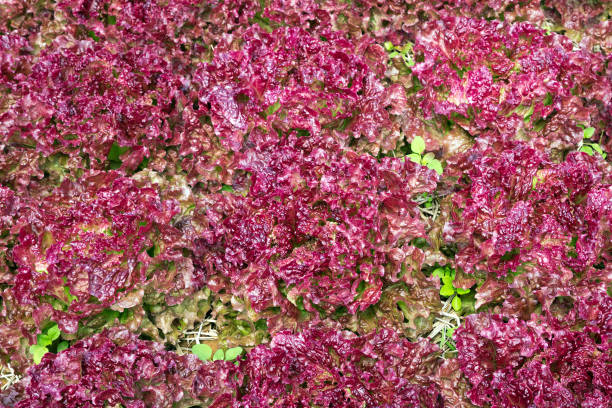 istock Organic lettuce in the field. 1194410231