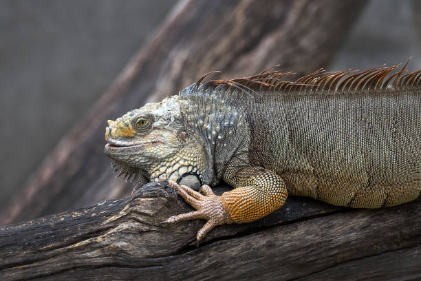 istock Iguana resting on a branch in a natural park. 1194410371