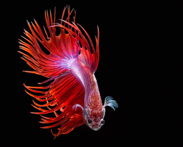 istock Colorful Siamese fighting fish on a black background. 1194410437