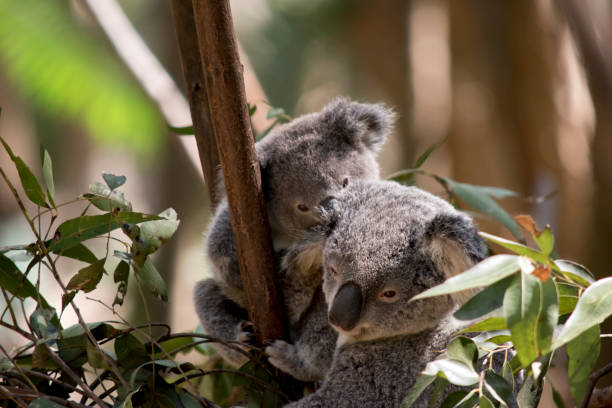 istock the joey koala is next to his mother 1194412267