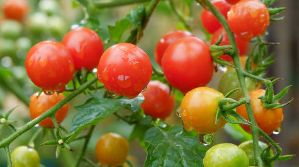 istock Urban Gardening 1194412523