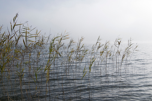 Sea grass at the lake - Austria - Salzkammergut