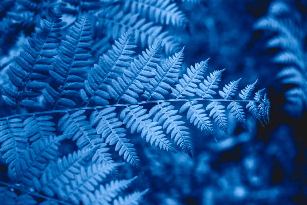 istock The ferns in the forest. 1194413332
