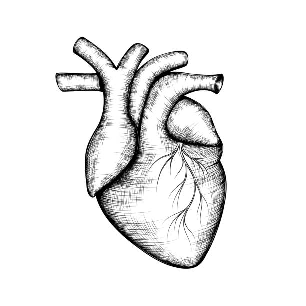 인간의 마음의 스케치. - human cardiovascular system heart shape human hand healthy lifestyle stock illustrations