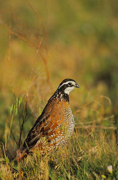 istock Male Bobwhite Quail 119441506