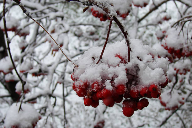 istock Red berries under white snow close-up 1194416778