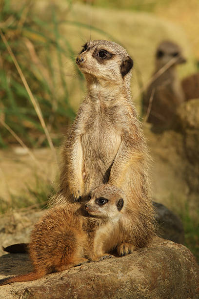 istock Meerkat with baby 119441886