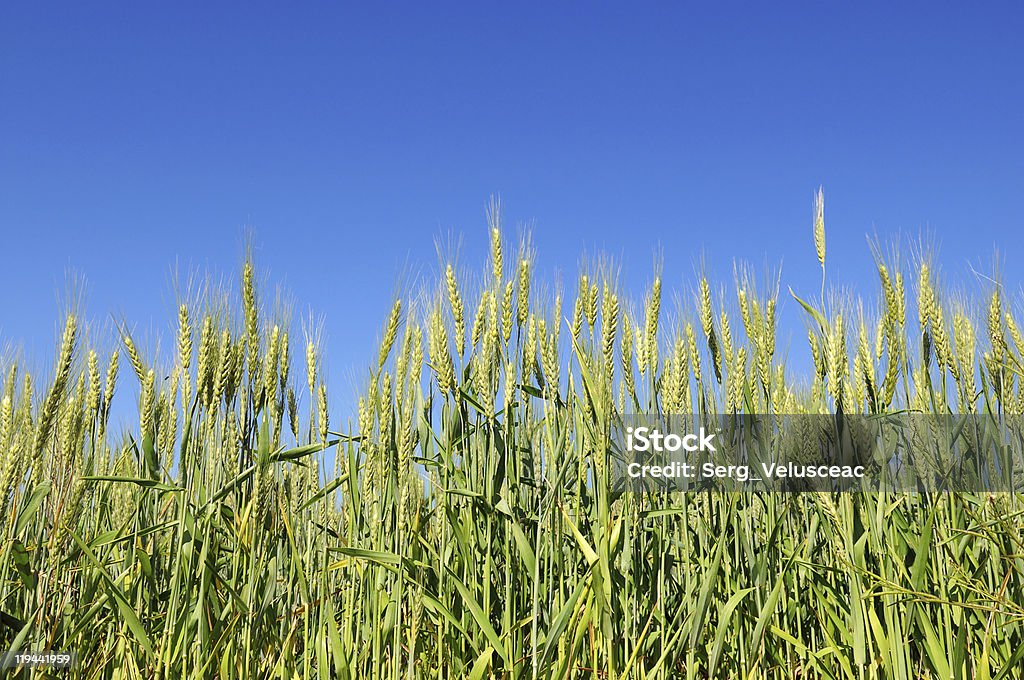 campo di grano - Foto stock royalty-free di Agricoltura