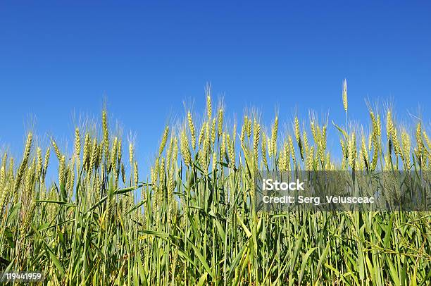 Campo De Trigo - Fotografias de stock e mais imagens de Agricultura - Agricultura, Ao Ar Livre, Azul