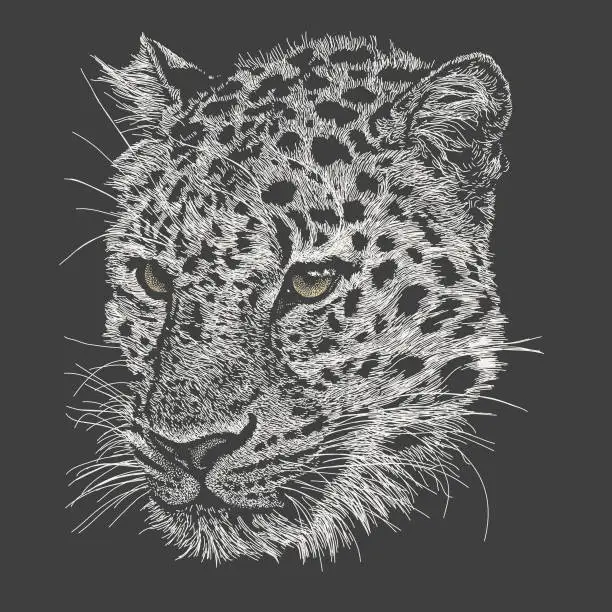 Vector illustration of Leopard Head